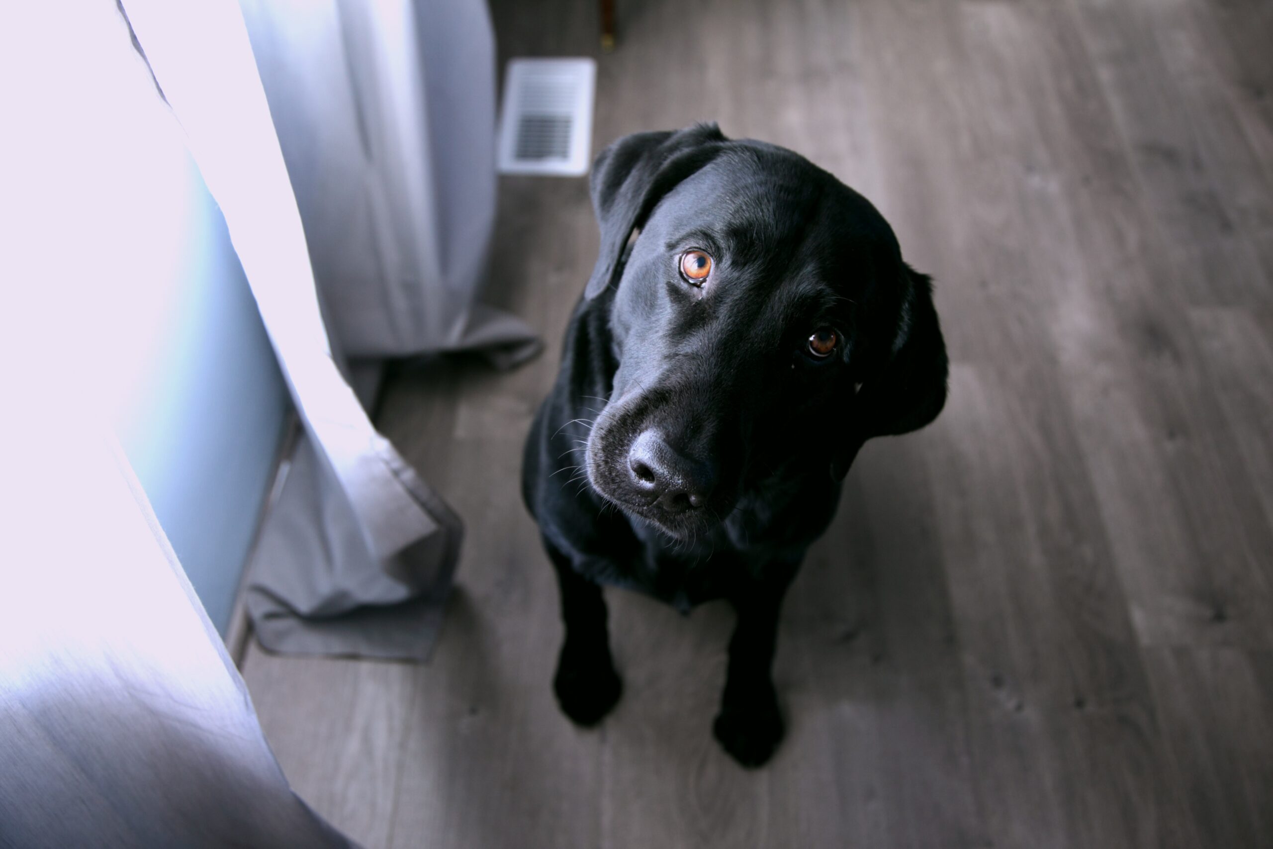 too-self-aware Dog with his head tilted to the side in a questioning manner.